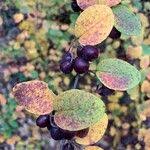 Attēlu rezultāti vaicājumam “Cotoneaster multiflorus fruit”
