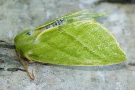 Attēlu rezultāti vaicājumam “Nolidae”