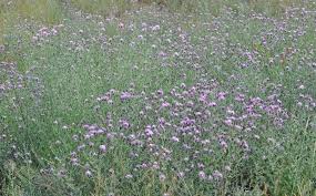 Attēlu rezultāti vaicājumam “Centaurea stoebe”
