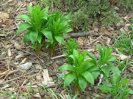 Attēlu rezultāti vaicājumam “Lilium martagon leaf”
