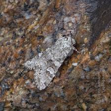 Attēlu rezultāti vaicājumam “Papestra biren”