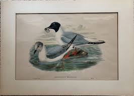 Image result for Chroicocephalus philadelphia