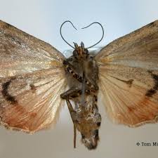 Attēlu rezultāti vaicājumam “Amphipyra”