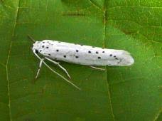 Attēlu rezultāti vaicājumam “Yponomeuta malinellus / cagnagella”