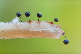 Attēlu rezultāti vaicājumam “Physarum penetrale stalked”