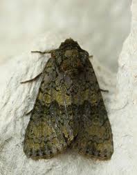 Attēlu rezultāti vaicājumam “Craniophora ligustri imago”