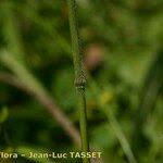 Attēlu rezultāti vaicājumam “Bromopsis benekenii”