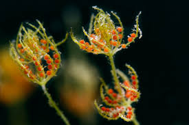 Attēlu rezultāti vaicājumam “Chara aspera”