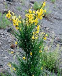Image result for Cytisus scoparius