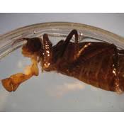 Attēlu rezultāti vaicājumam “Cordulidae”