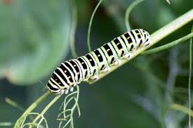 Attēlu rezultāti vaicājumam “Papilio machaon larva”