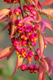 Attēlu rezultāti vaicājumam “Euonymus europaeus”