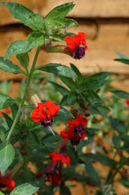 Image result for Cuphea ignea