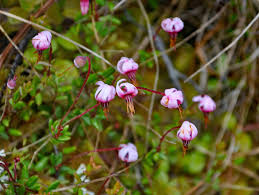Attēlu rezultāti vaicājumam “Oxycoccus flower”