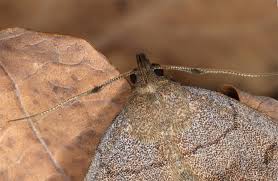 Attēlu rezultāti vaicājumam “Zanclognatha tarsipennalis”