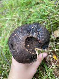 Attēlu rezultāti vaicājumam “Leccinum melaneum”