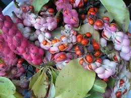 Attēlu rezultāti vaicājumam “Magnolia kobus fruit”