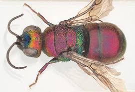 Attēlu rezultāti vaicājumam “Chrysididae”