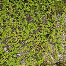 Attēlu rezultāti vaicājumam “Herniaria glabra flower”