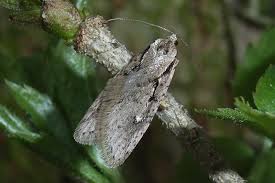 Attēlu rezultāti vaicājumam “Semioscopis avellanella”