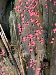 Attēlu rezultāti vaicājumam “Lycogala roseosporum”