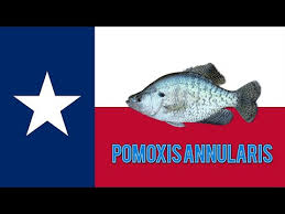 Image result for Pomoxis annularis