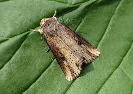 Attēlu rezultāti vaicājumam “Axylia putris”