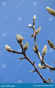 Attēlu rezultāti vaicājumam “Magnolia acuminata bud”