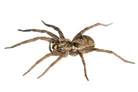 Image result for spider