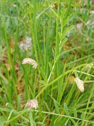 Attēlu rezultāti vaicājumam “Vicia tenuifolia flower”