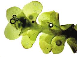 Attēlu rezultāti vaicājumam “Scapania lingulata”