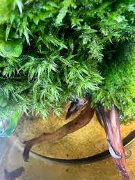 Attēlu rezultāti vaicājumam “Dicranum leioneuron”