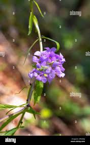 Attēlu rezultāti vaicājumam “Cardamine bulbifera flower”
