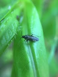 Attēlu rezultāti vaicājumam “Capsus ater”