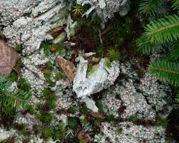 Attēlu rezultāti vaicājumam “Icmadophila ericetorum”