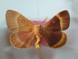 Attēlu rezultāti vaicājumam “Lasiocampa quercus”