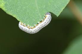 Attēlu rezultāti vaicājumam “Cimbicidae”