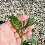 Attēlu rezultāti vaicājumam “Potamogeton lucens leaf”