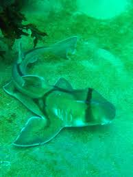 Image result for Heterodontus portusjacksoni