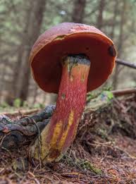 Attēlu rezultāti vaicājumam “Scardia boletella exuvia”