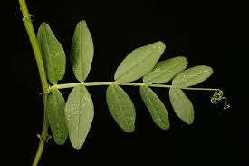 Attēlu rezultāti vaicājumam “Vicia sepium leaf”