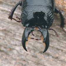 Attēlu rezultāti vaicājumam “Ceruchus chrysomelinus”