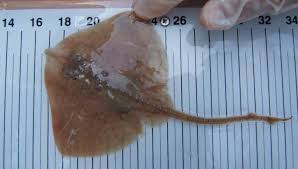 Image result for Raja asterias