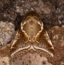 Attēlu rezultāti vaicājumam “Habrosyne pyritoides”