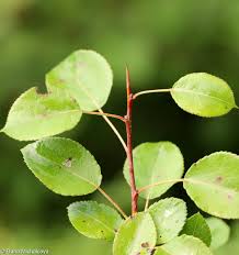 Attēlu rezultāti vaicājumam “Pyrus pyraster”