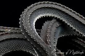 Image result for reptile scales