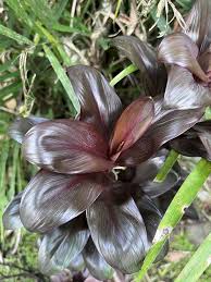 Attēlu rezultāti vaicājumam “Conardia compacta”