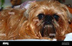 Image result for brüsseler giffon