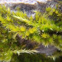 Attēlu rezultāti vaicājumam “Homalothecium sericeum”