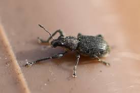 Attēlu rezultāti vaicājumam “Sitona sp.”